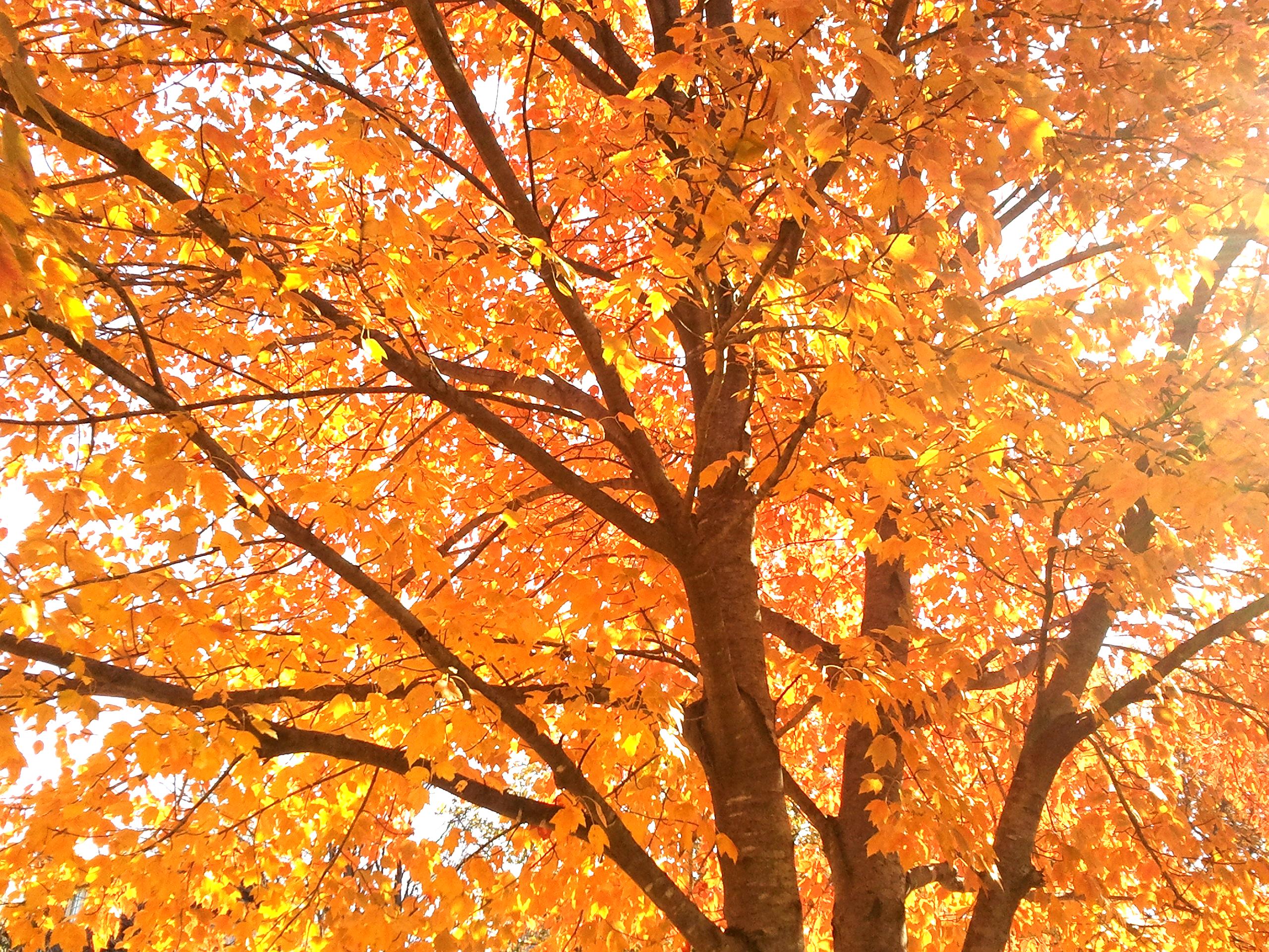 Photo gallery: Kansas in autumn, 2011 | News, Sports, Jobs - Lawrence ...